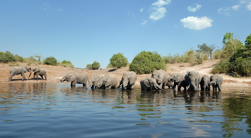 Chobe National Park, Botswana