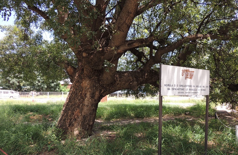 Marula Tree National Monument, Gaborone