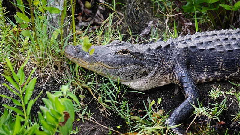 Everglader National Park, Florida USA