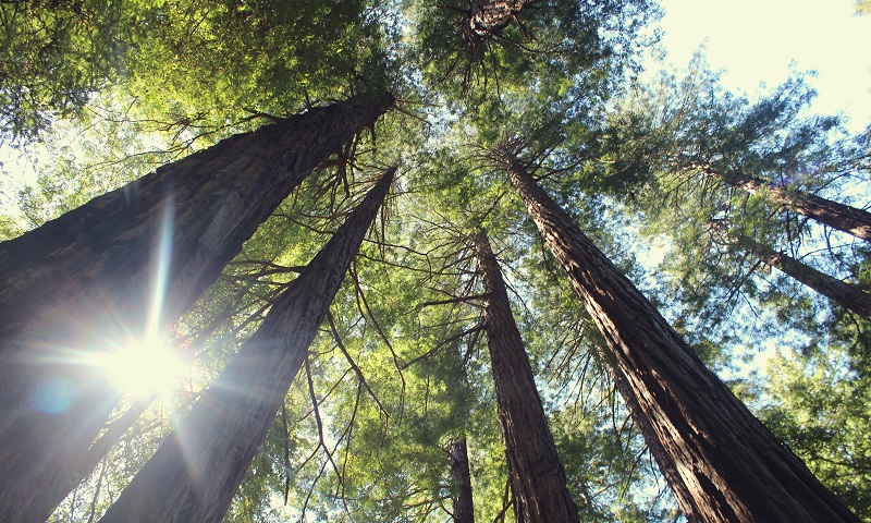Muir Woods, San Francsico