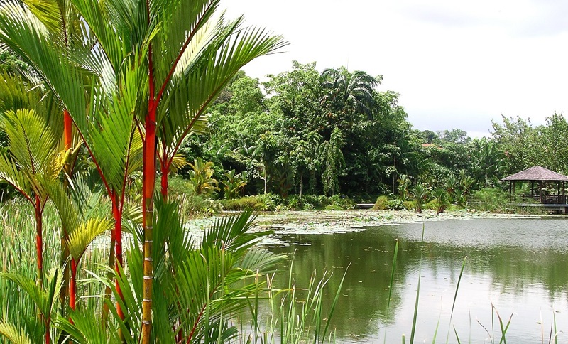 Singapore Botanical Garden